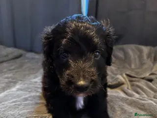 Bordoodle dogs for sale: 💜 Beautiful Bordoodle Puppies 💜 - Advert 2