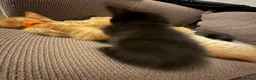 Domestic Shorthair cats for sale: Ginger girl/boy Black girl/boy kittens for sale  in Loughborough - Advert 17