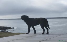 Labrador Retriever dogs for sale: Beautiful KC registered Labrador Pups - Image 13