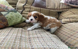 Cavalier King Charles Spaniel dogs for sale: Super KC blenheim pups - health tested parents - Image 7