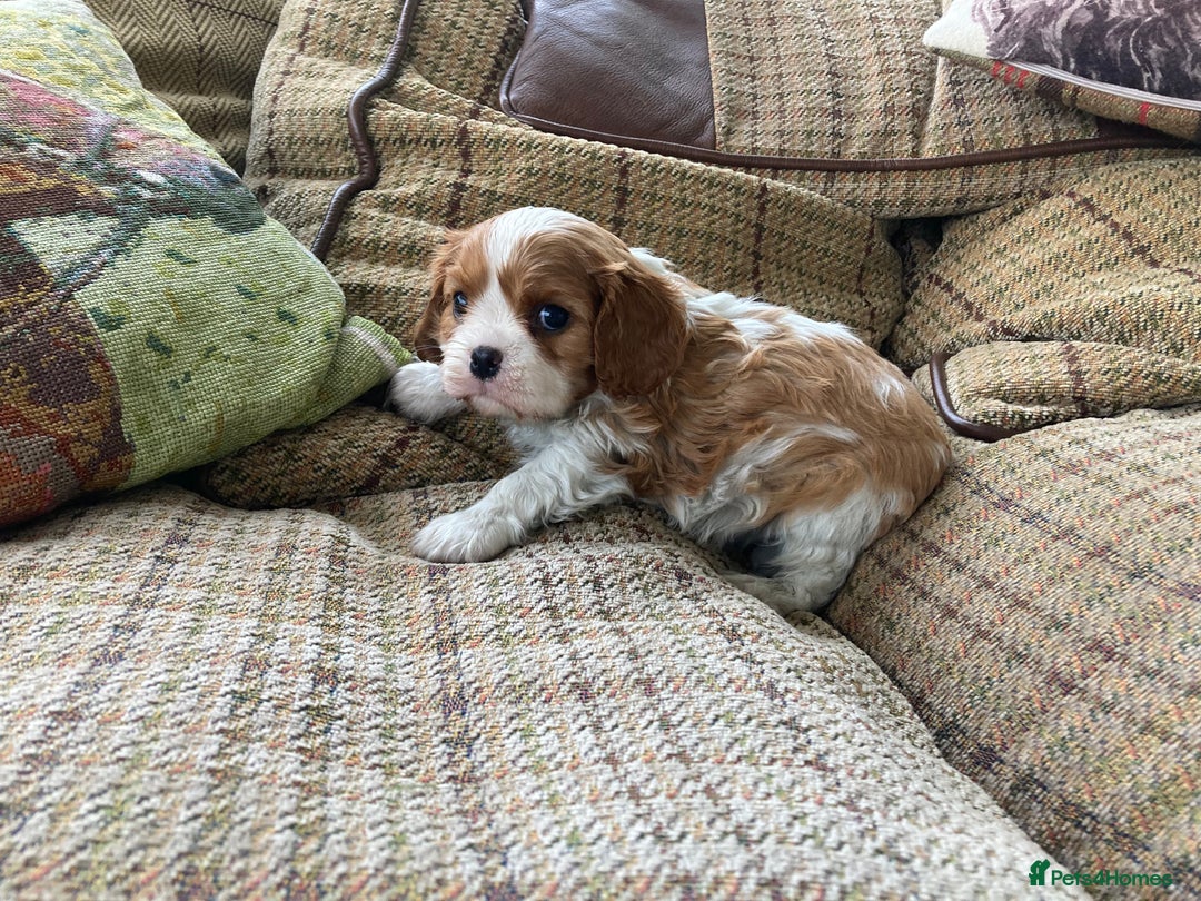 Cavalier King Charles Spaniel dogs for sale: Super KC blenheim pups - health tested parents - Image 7