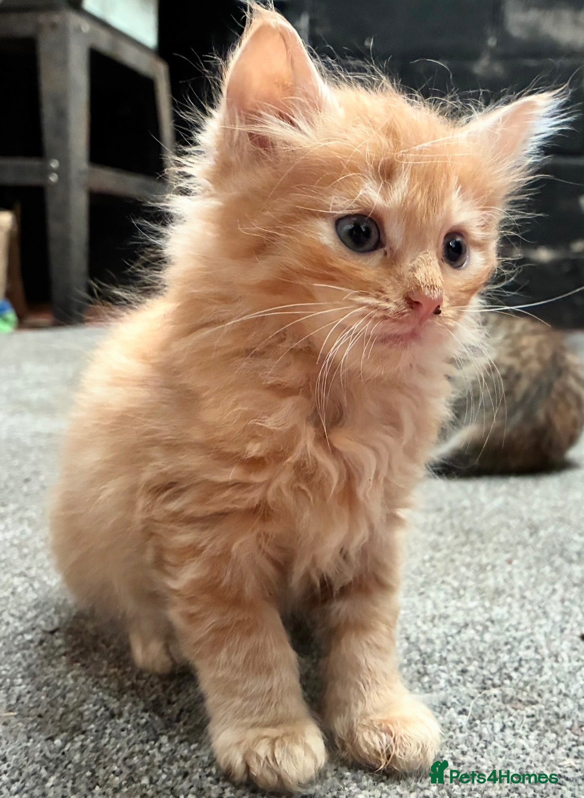 Mixed Breed cats Ginger Farm kittens  - Advert 7