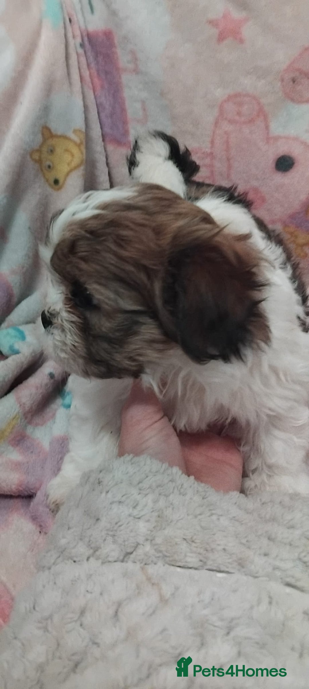 Lhasa Apso dogs for sale: 2 girl lahsa apso puppies for sale  - Advert 7
