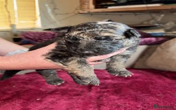 German Shepherd dogs for sale: Stunning long  German Shepherd puppies gsd pups  - Image 7