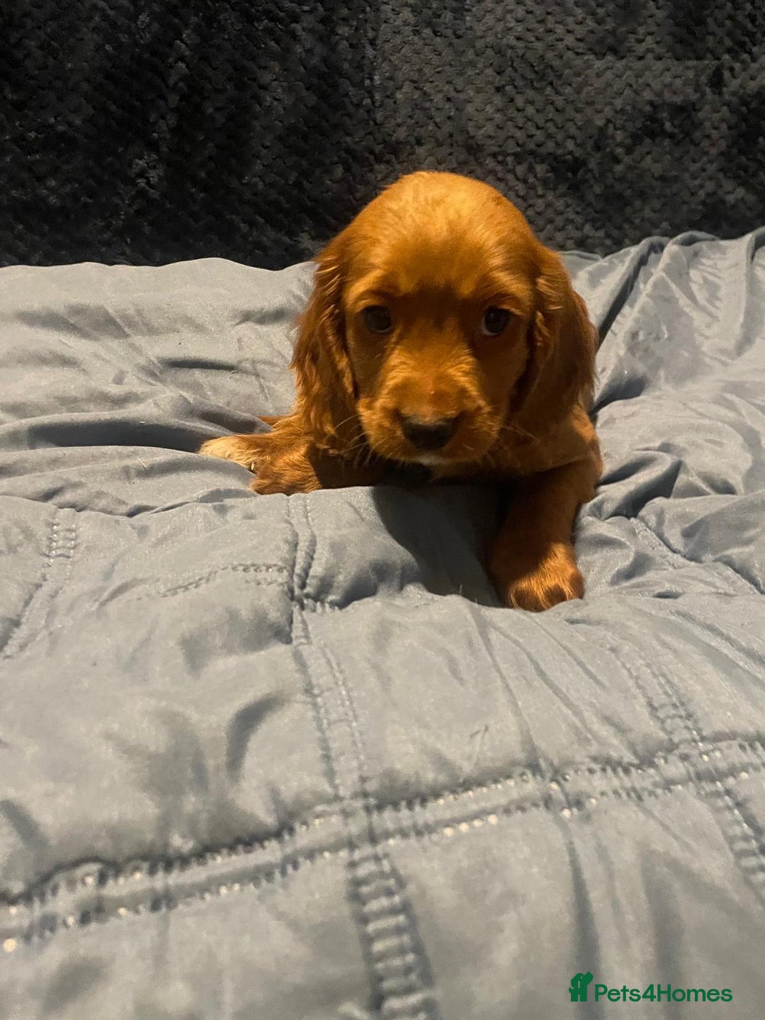 Cavapoo dogs for sale: Cavapoo puppy's  - Advert 10