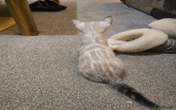 Bengal cats for sale: Snow Bengal Boy Ready For New Home - Image 3