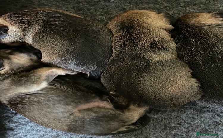 Border Terrier dogs - Advert 1