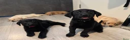 Labrador Retriever dogs for sale: KC Labrador Pups, Champion Line, Health Tested - Advert 2