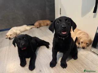 Labrador Retriever dogs KC Labrador Pups, Champion Line, Health Tested - Advert 10