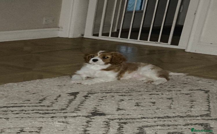 Cavalier King Charles Spaniel dogs - Advert 13