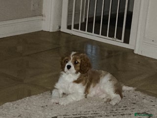 Cavalier King Charles Spaniel dogs - Advert 12