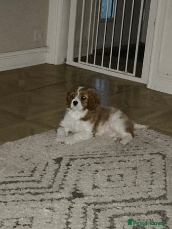 Cavalier King Charles Spaniel dogs - Advert 13