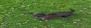 Mahogany female