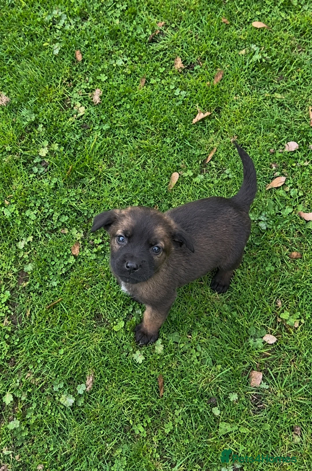 Mixed Breed dogs for sale: Only 9 left, blues, brindles, blacks and fawns - Advert 2
