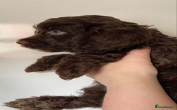 Cockapoo dogs for sale: last F1 boy ready now - Image 11