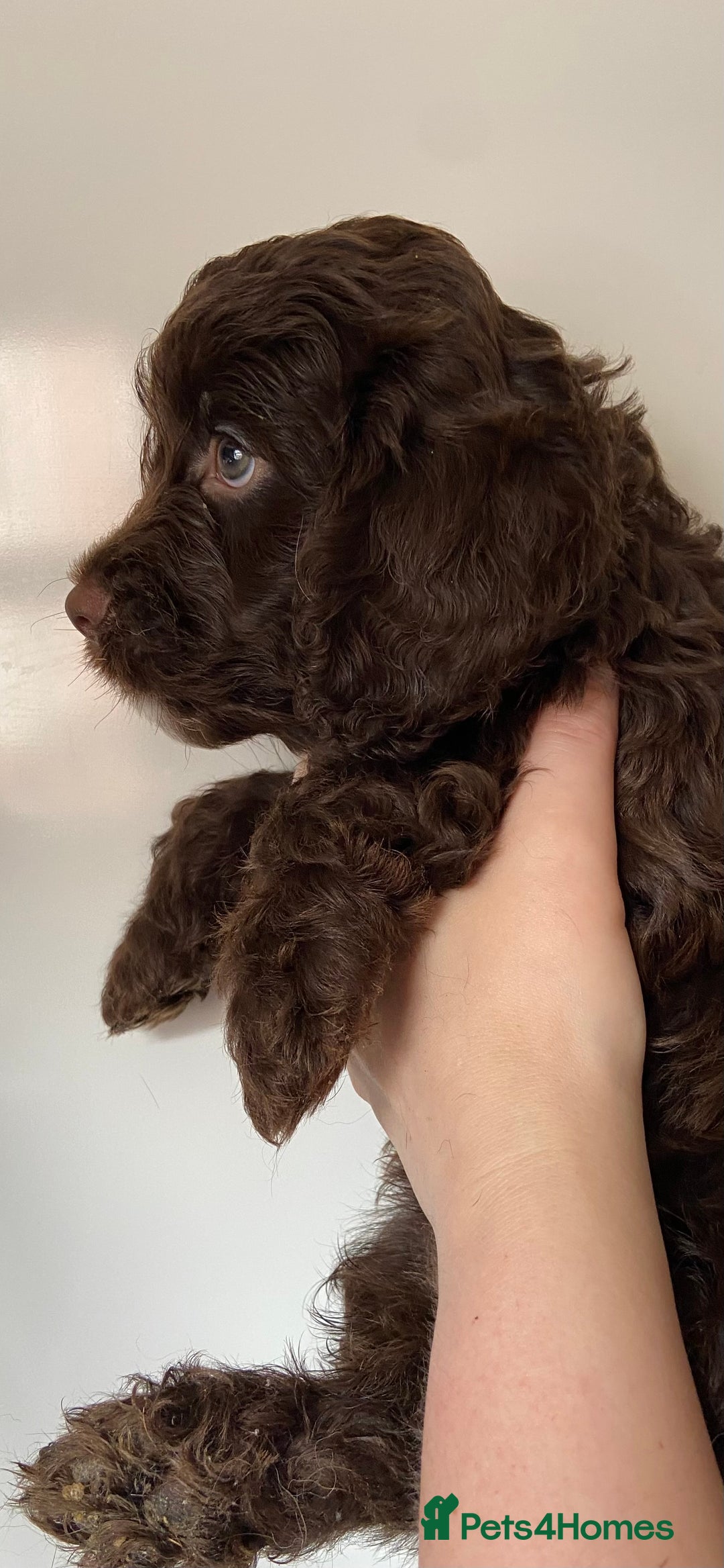 Cockapoo dogs for sale: last F1 boy ready now - Image 11