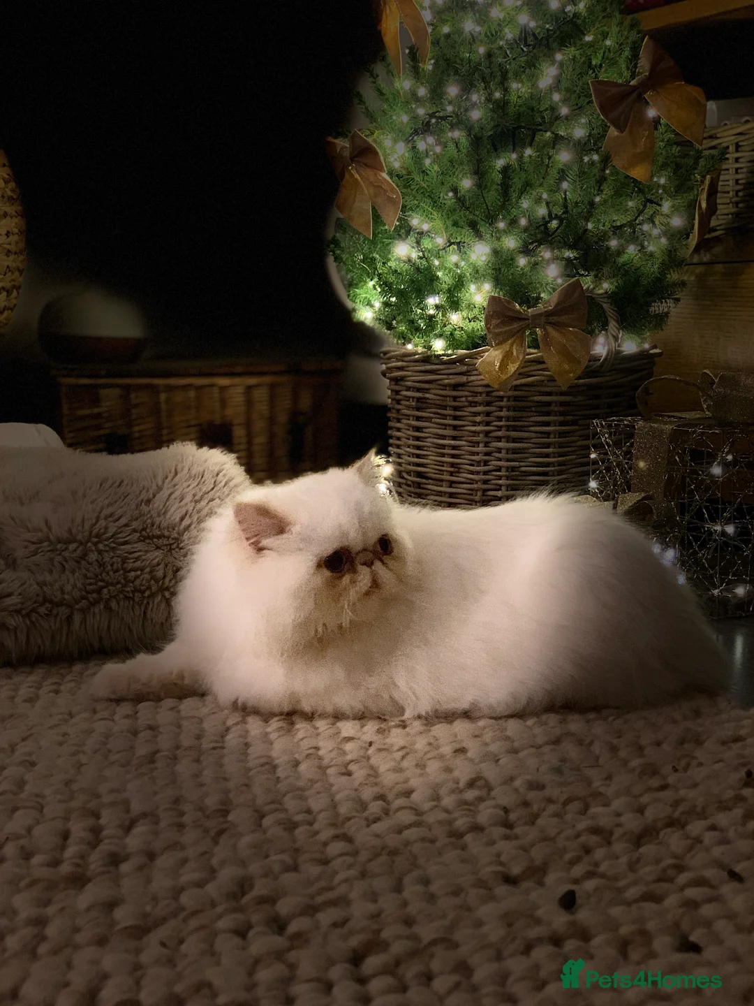 Persian cats for sale: Persian long and thick hair 5mo boy  - Advert 2