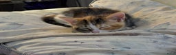 Mixed Breed cats for sale: Beautiful long and short haired kittens  - Advert 26