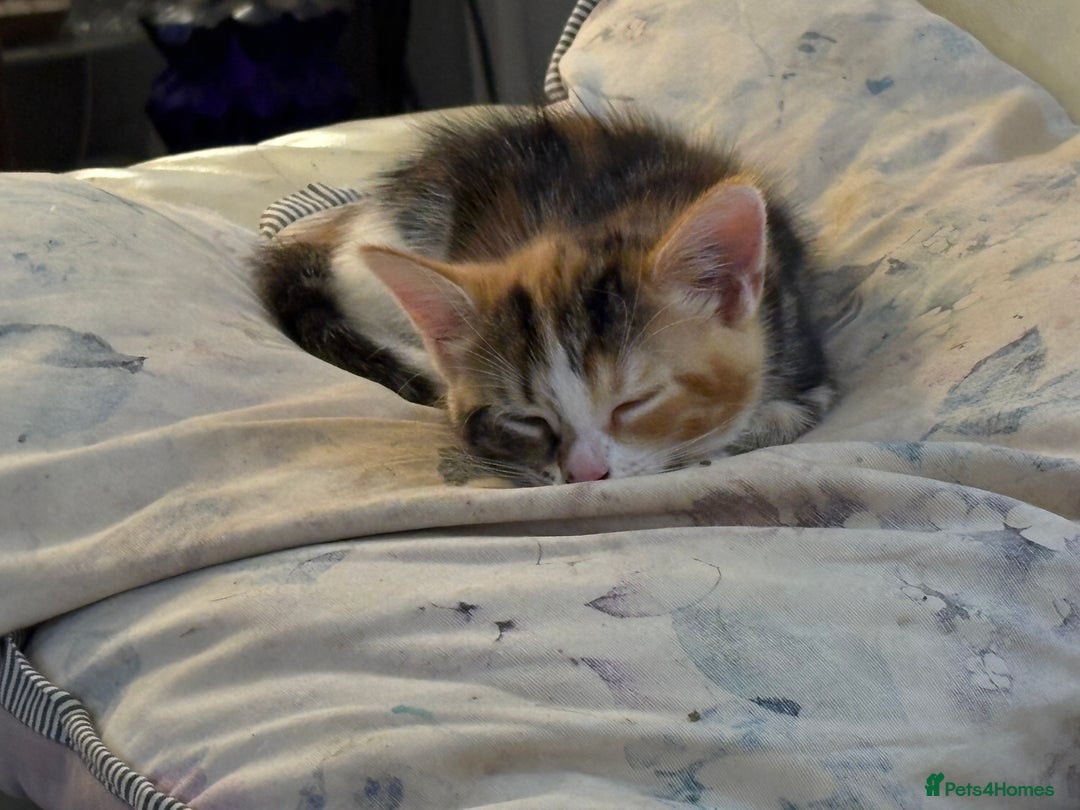 Mixed Breed cats for sale: Beautiful long and short haired kittens  - Advert 26