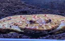 Frog reptiles for sale: Male + female pacman pixie horned frogs and setup - Image 1