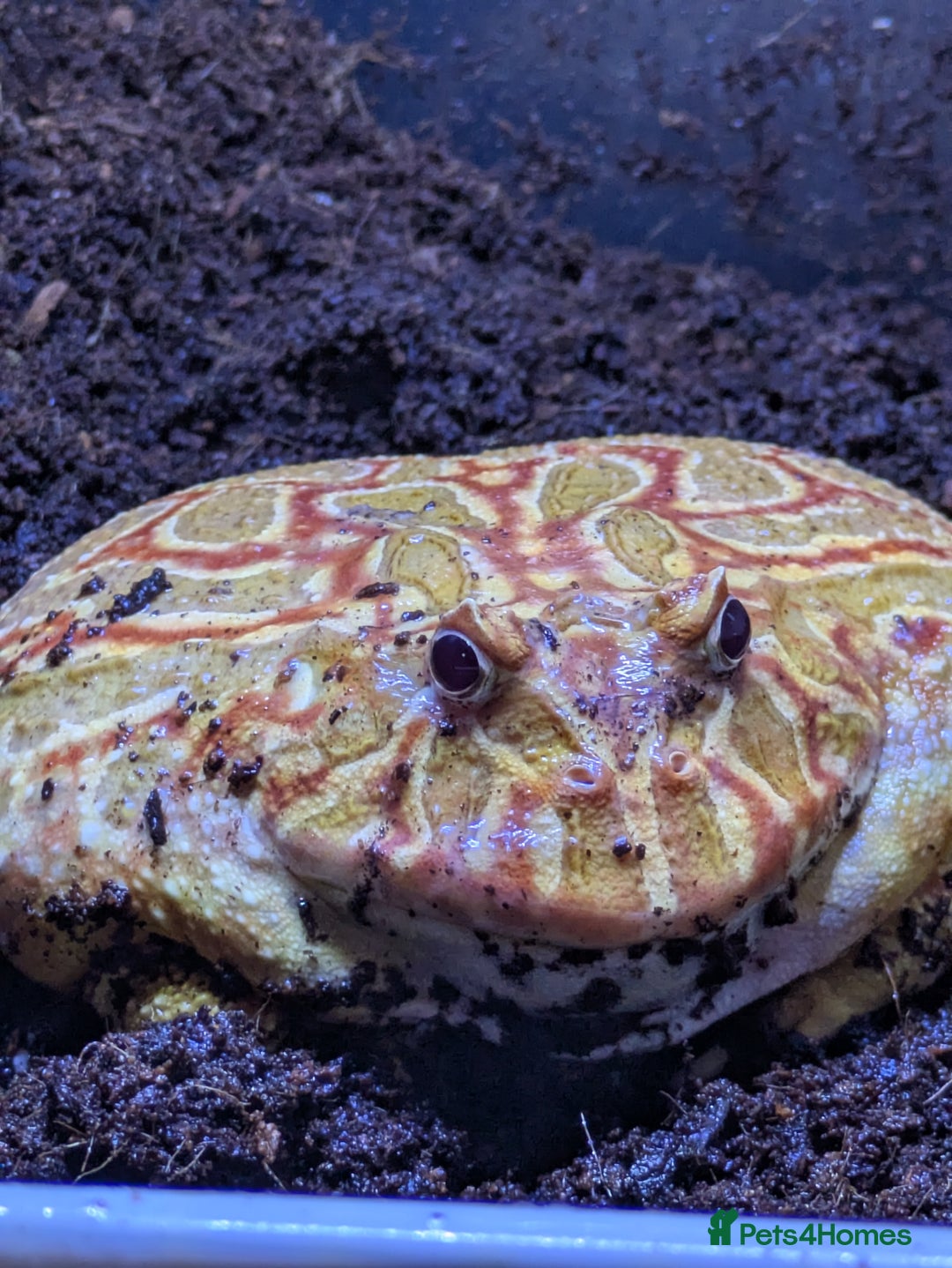 Frog reptiles for sale: Male + female pacman pixie horned frogs and setup - Image 1