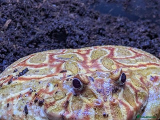 Frog reptiles for sale - Advert 1