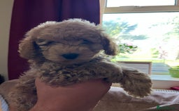 Maltipoo dogs for sale: Maltipoo Puppies - Image 11