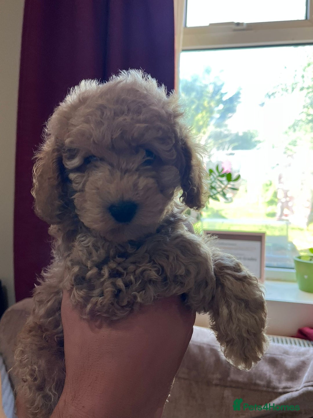Maltipoo dogs for sale: Maltipoo Puppies - Image 11