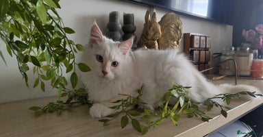 Siberian cats - Advert 7