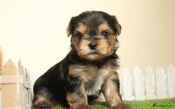 Yorkshire Terrier dogs for sale: Gorgeous Yorkshire puppies  - Image 21