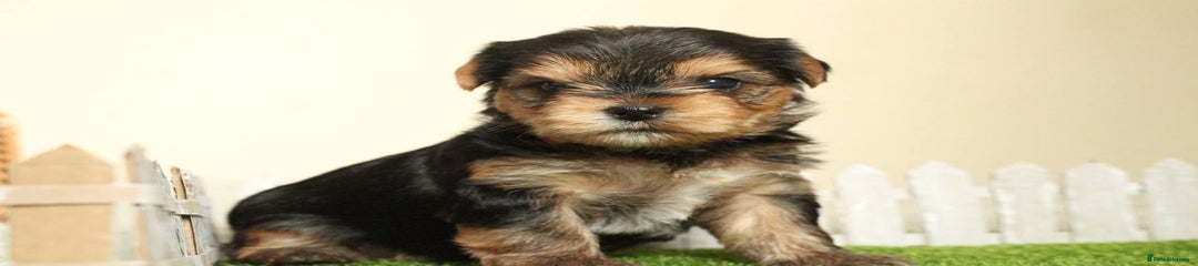 Yorkshire Terrier Puppy 4