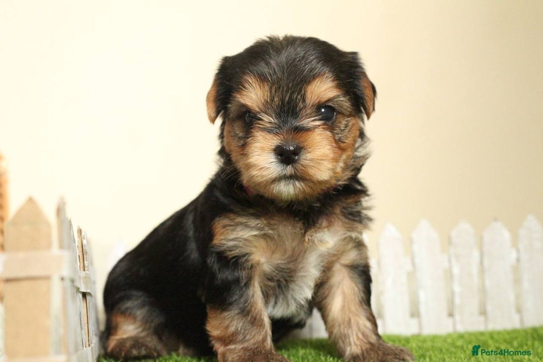 Yorkshire Terrier dogs for sale: Gorgeous Yorkshire puppies  - Image 21