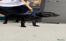 Staffordshire Bull Terrier dogs for stud: STORM FOR STUD in Newton Aycliffe - Image 30