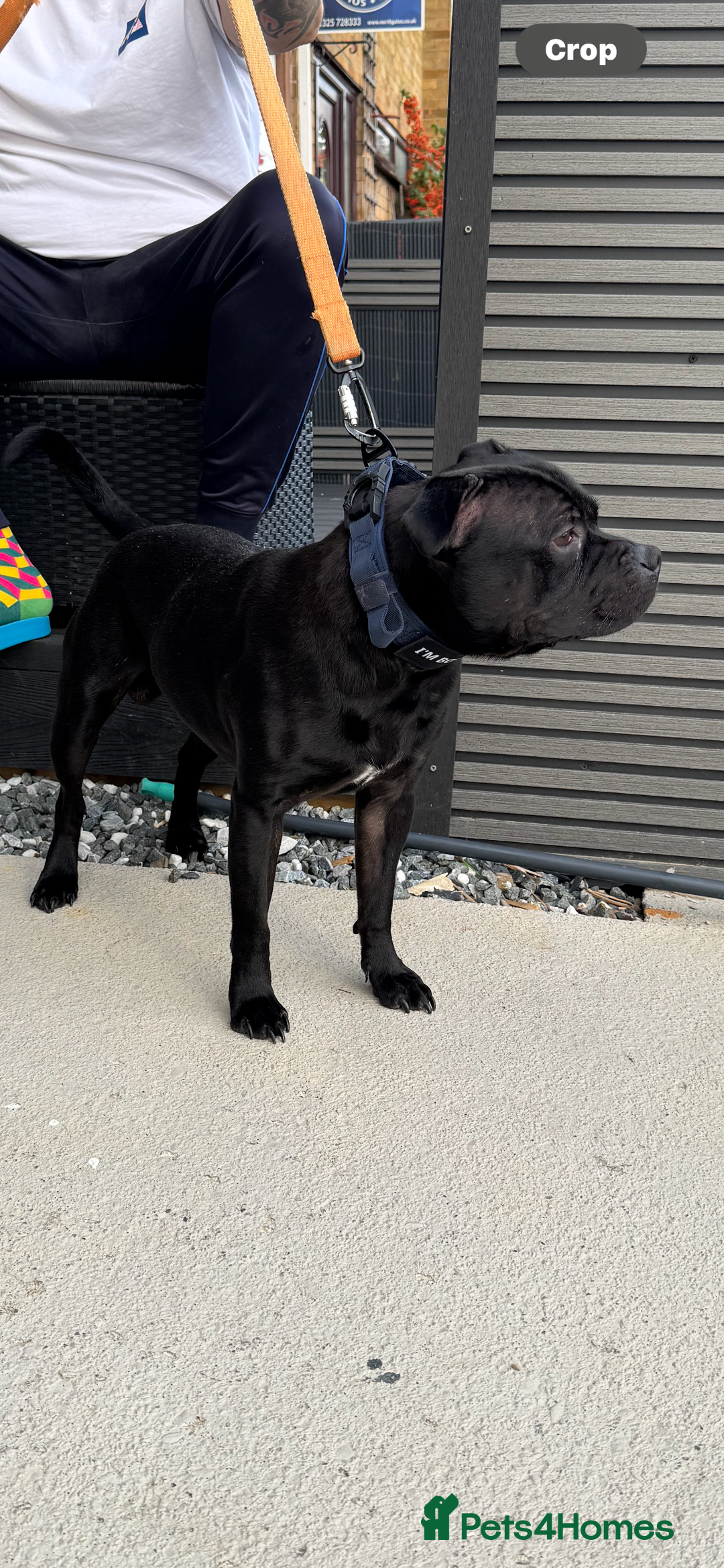 Staffordshire Bull Terrier dogs for stud: STORM FOR STUD in Newton Aycliffe - Image 30