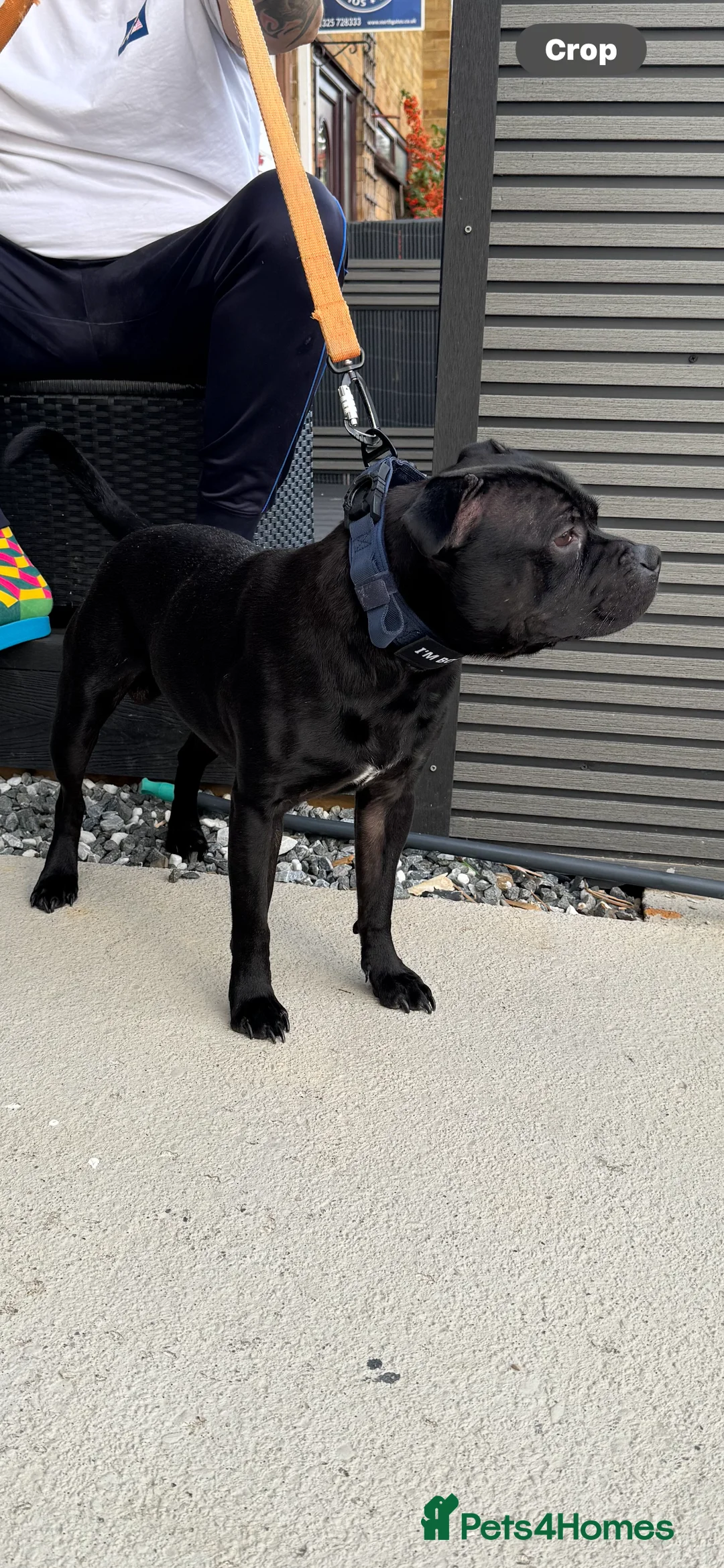 Staffordshire Bull Terrier dogs for stud: STORM FOR STUD in Newton Aycliffe - Advert 30