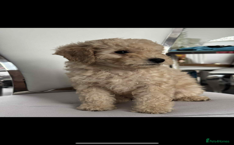 Cockapoo dogs - Advert 15