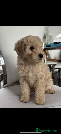 Cockapoo dogs - Advert 15