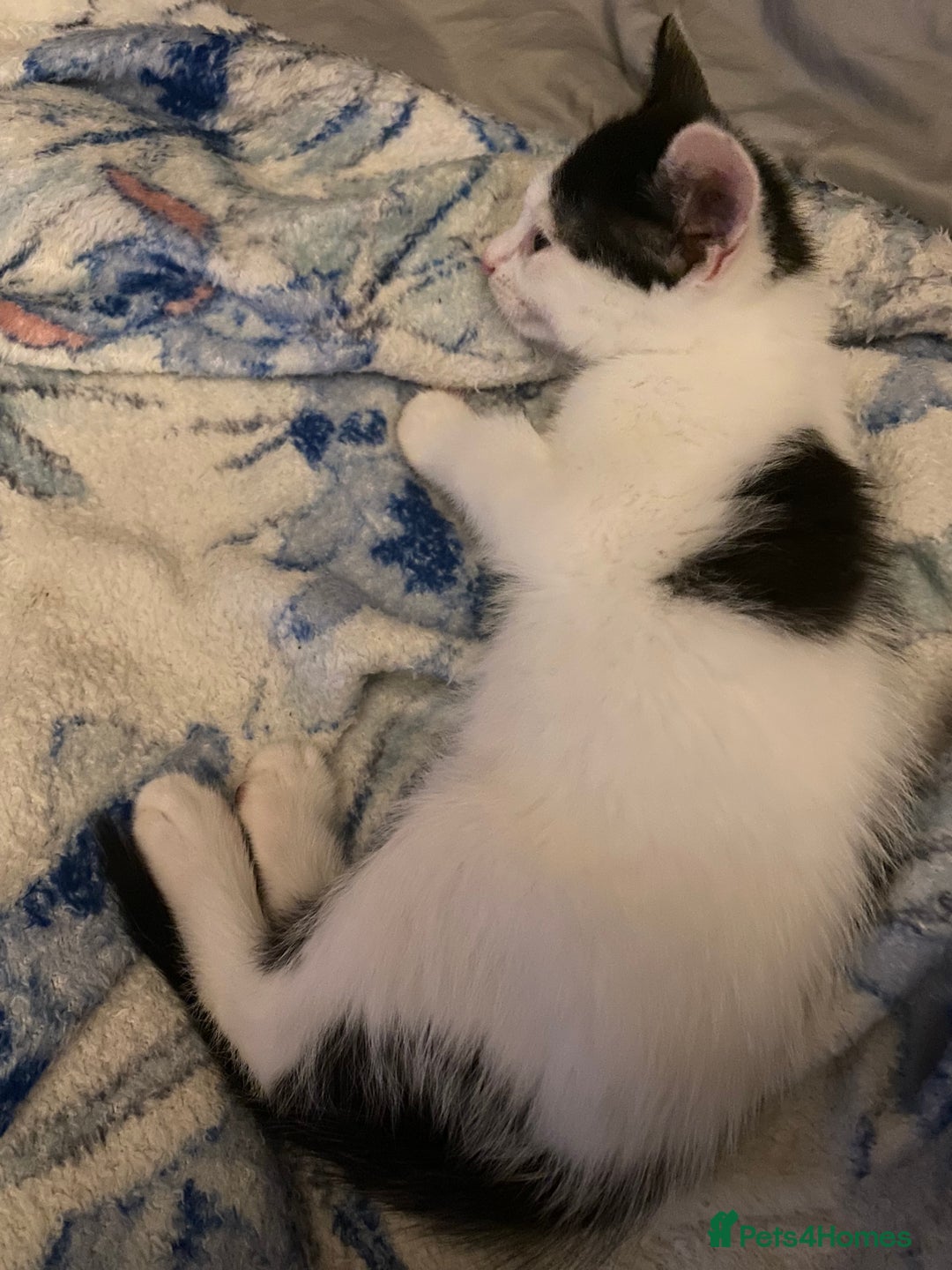 Ragcoon cats for sale: Cute male kitten last in litter  - Image 3