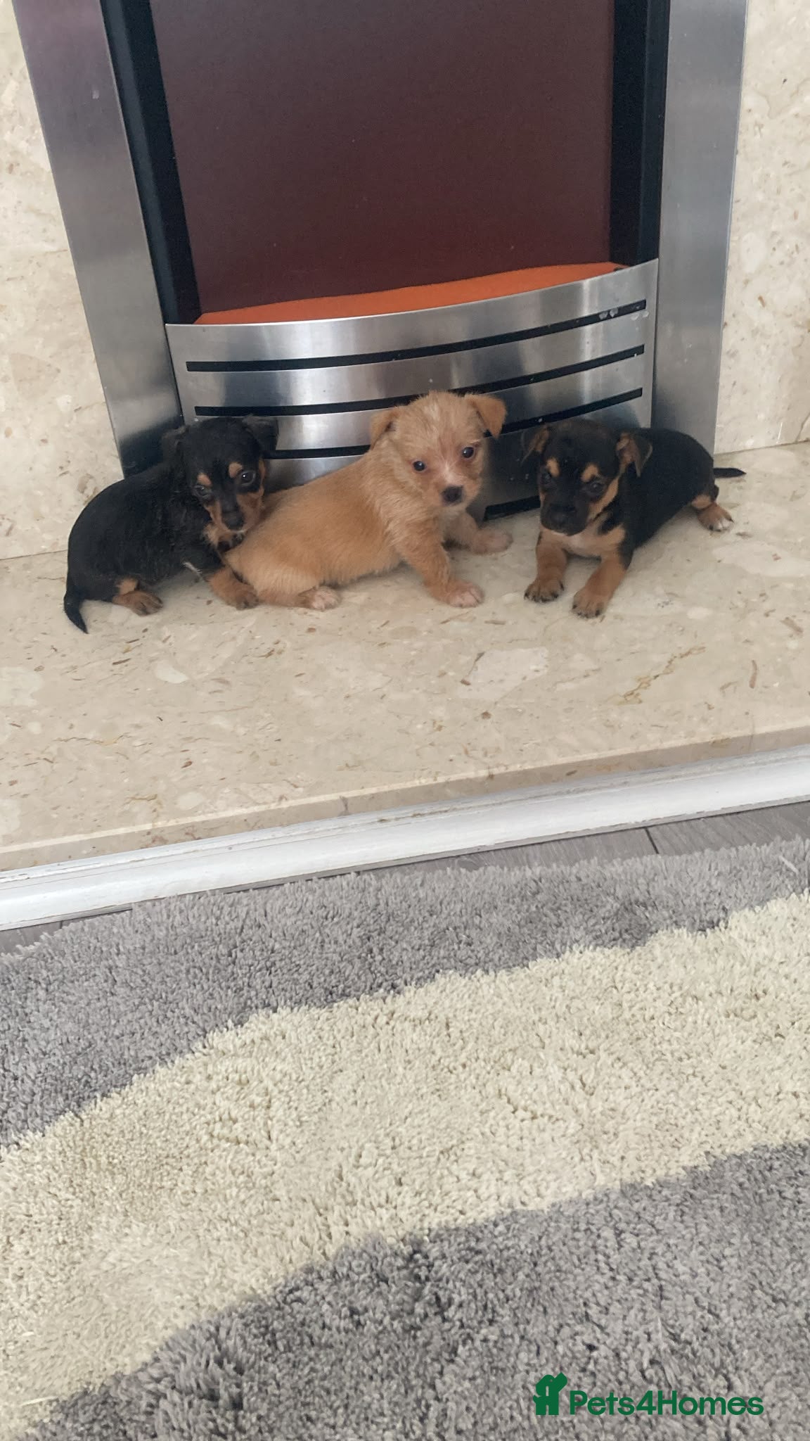 Mixed Breed dogs Jack russle - Yorkie  - Advert 1