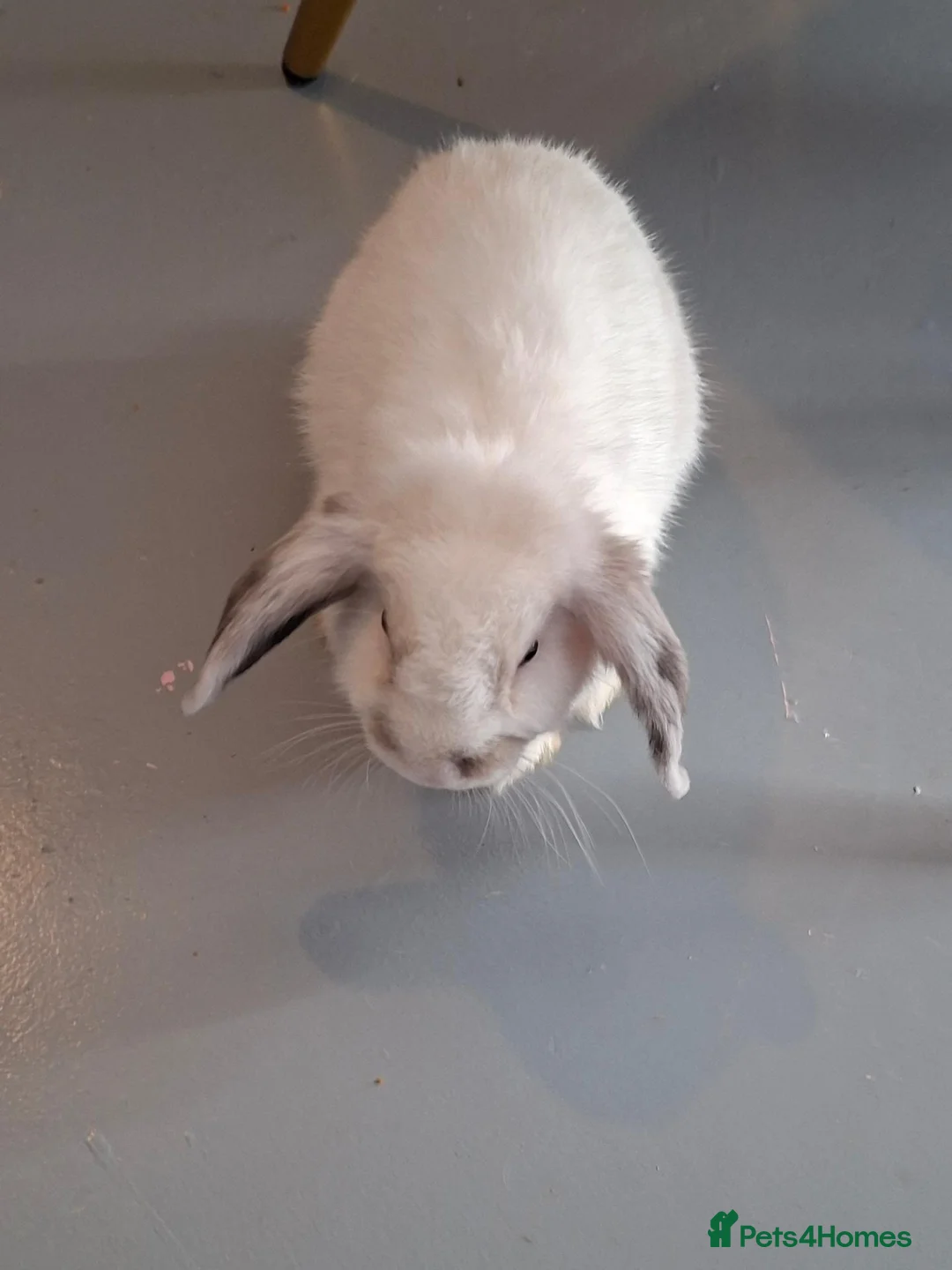 Mixed Breed rabbits for sale: Mixed dwarf lops/blanc de hotot in Derby - Advert 8