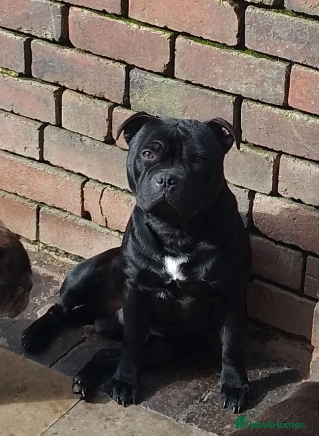 Staffordshire Bull Terrier dogs for stud: THE ONLY VALGLO STUD- VALGLO TOP GUN -BLUE CARRIER in Dudley - Advert 12