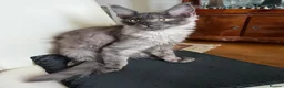 Maine Coon cats for sale: Sell Maine Coon kitten in Bradford - Advert 3