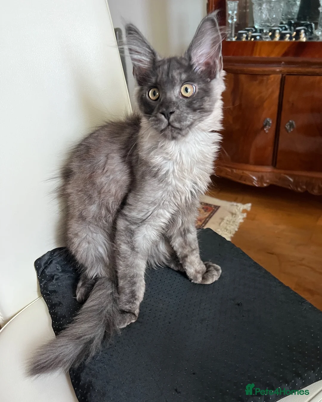 Maine Coon cats for sale: Sell Maine Coon kitten in Bradford - Advert 3