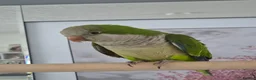 Parrots birds for sale: Semi tame quaker parrot in Manchester - Advert 3