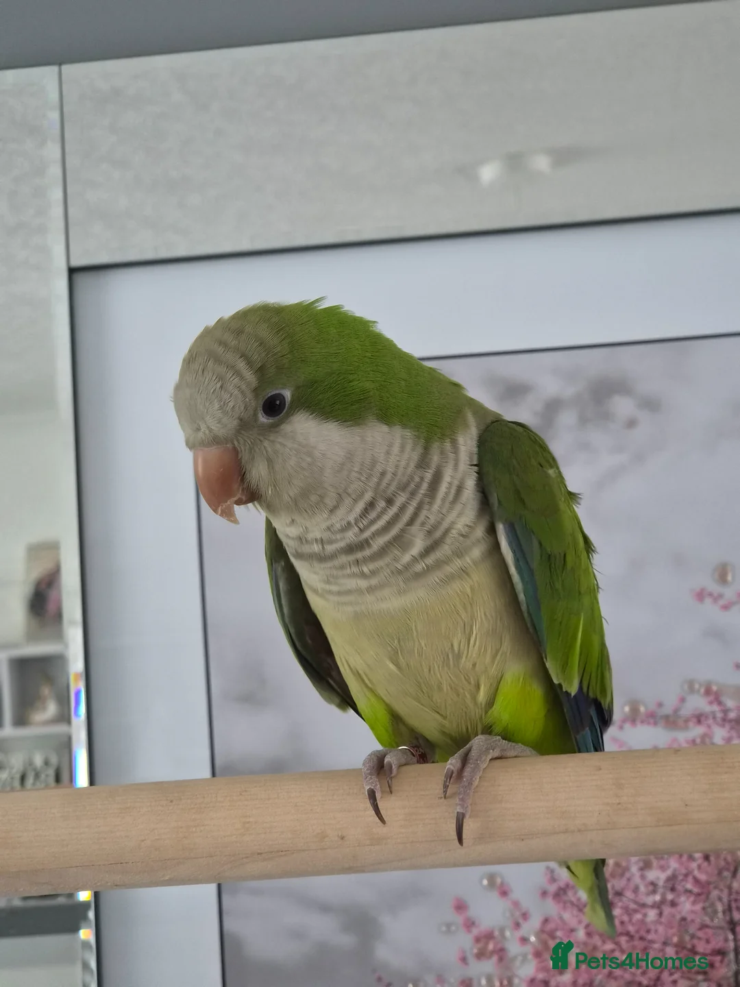 Parrots birds for sale: Semi tame quaker parrot in Manchester - Advert 3