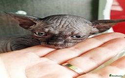 Sphynx cats for sale: Baby sphynx ready for reservation  - Image 10