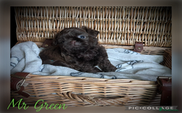 Shih Tzu dogs for sale: Stunning KC chocolate imperial Shihtzu puppies - Image 27