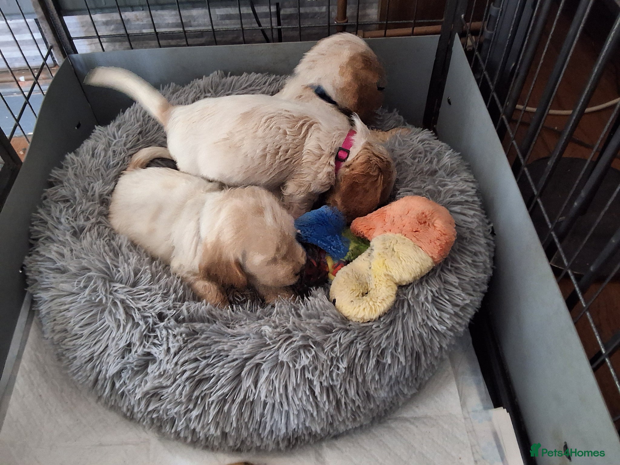 Cocker Spaniel dogs KC registered Show Cocker - Advert 2