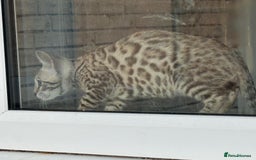 Bengal cats for sale: Champion line Bengal Snow Kittens  - Image 15