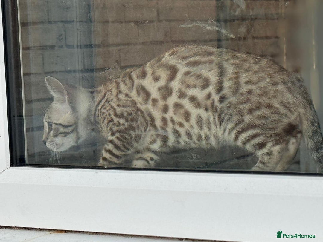 Bengal cats for sale: Champion line Bengal Snow Kittens  - Image 15